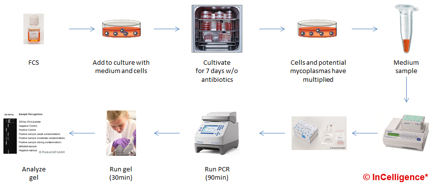 Zellkultur Mycoplasmen-Nachweis PCR